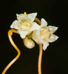 Field dodder